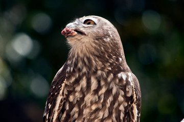 this is a close up of a barking owl