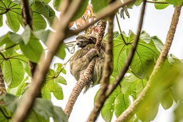 sloth three toe juvenile playful in tree manuel antonio national park costa rica, central america in tropical jungle © CL-Medien