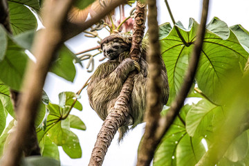 sloth three toe juvenile playful in tree manuel antonio national park costa rica, central america in tropical jungle