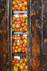 Harvested cider apples inside distillery in Somerset, United Kingdom