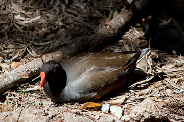 the dusky moore hen is resting on the floor of the forest