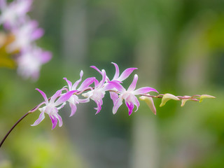 White and purple orchid are colorful, popular with citizens