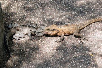 the two eastern water dragons are fighting