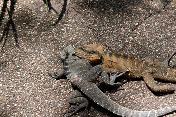 the two eastern water dragons are fighting