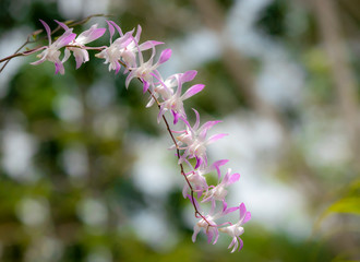 White and purple orchid are colorful, popular with citizens