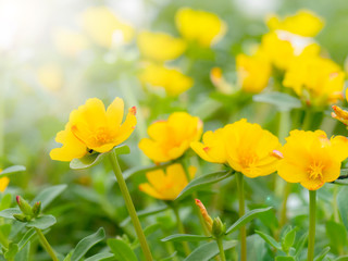 Obraz premium Flower Portulaca In the morning garden with sunlight
