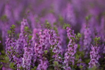 Salvia Flower in the garden.Beautiful purple flower in the garden.Selective focus flower.Sage flower.