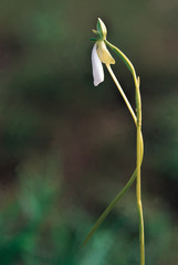 Habenaria Longicalcarata. Family: Orchidaceae. A small ground orchid with an extremely long spur.  Flowers are produced in mid-monsoon.