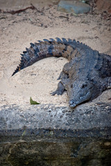 Naklejka premium the fresh water crocodile is next to the water