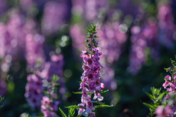 Salvia Flower in the garden.Beautiful purple flower in the garden.Selective focus flower.Sage flower.