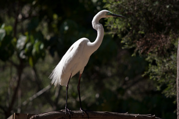 the great egret is standing on a branch