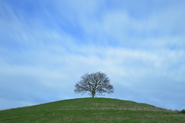 Fototapeta na wymiar Single tree on the top of the hill in autumn