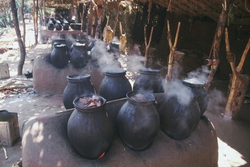 Village 'katha' making unit. Acacia Catechu. Family: Mimosaceae. To make 'katha' the heartwood is...