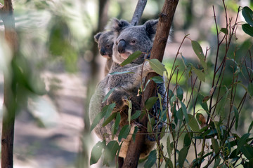 the mother koala has two babies