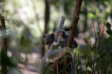 the mother koala has two babies