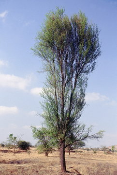 Form. Acacia Nilotica Var Cupressiformis. Babhul. Family: Mimosaceae. 