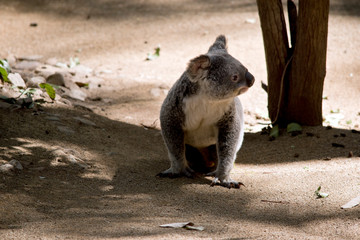 the koala is walking to a different gum tree