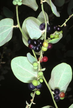 Fruit. Cocculus Hirsutus. Family: Menispermaceae. A herbaceous climber. The leaves when crushed in water form a kind of jelly which is said to be cooling.