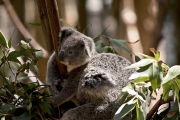 the joey koala is next to his mother