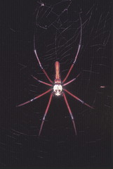 Black Wood spider. A large web-spinning forest spider. Resembles the Giant Wood spider on account of its red legs.