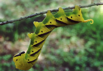 A large, beautifully marked yellow-green caterpillar.
