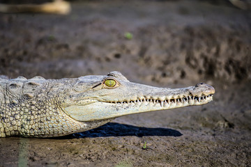 Caiman Crocodile resting at the riverbank of the Sierpe Mangrove national Park in Costa Rica wildlife