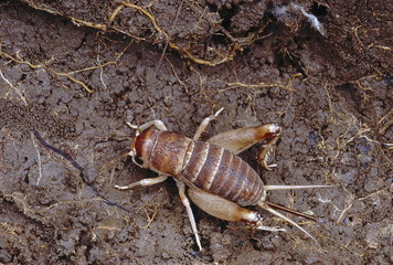 Crickets are usually found under rocks, fallen logs and dry leaves.