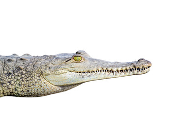 Obraz premium Caiman Crocodile resting at the riverbank of the Sierpe Mangrove national Park in Costa Rica wildlife