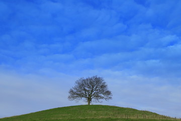 Single tree on the top of the hill in autumn
