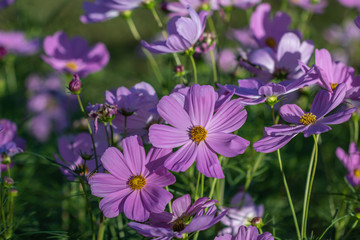 Selective focus beautiful pink cosmos flowerblooming in a garden.