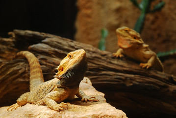 Two brown lizards with selective focus