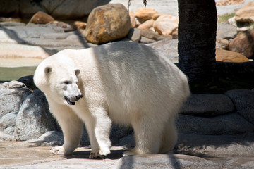 the polar bear is walking