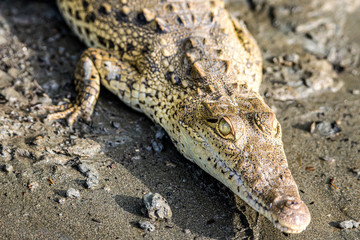 Fototapeta premium Caiman Crocodile resting at the riverbank of the Sierpe Mangrove national Park in Costa Rica wildlife