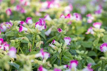 Fototapeta premium Selective focus beautiful purple and white wishbone flower blooming in a garden with morning light. (Bluewings, Torenia, Torenia fournieriLinden)