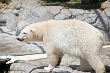Obraz na płótnie Canvas this is a side view of a polar bear