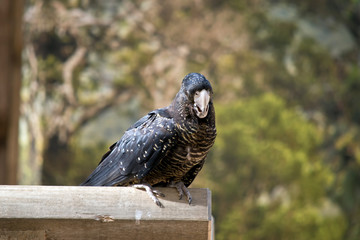 this is a female red tailed black cockatoo