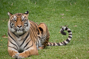 the tiger is laying on the grass