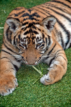the tiger cub is playing with straw he is 5 months old