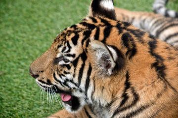 this is a close up of a tiger cub