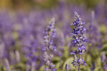 Naklejka premium Salvia Flower in the garden.Beautiful purple flower in the garden.Selective focus flower.Sage flower.