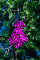 Close up blooming Magenta bougainvillea flower in a garden.