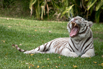 the white tiger shows his teeth