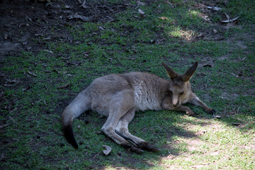 Naklejka na ściany i meble the western grey kangaroo joey is in the shade