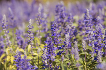 Fototapeta premium Salvia Flower in the garden.Beautiful purple flower in the garden.Selective focus flower.Sage flower.