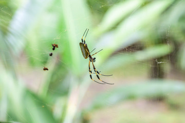 Golden Orb Spider in its web in famous Tortuguero national park Costa Rica