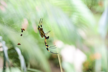 Golden Orb Spider in its web in famous Tortuguero national park Costa Rica