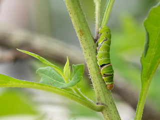 Eating the leaves of the green worm The agricultural crop has been damaged.
