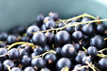 Black currant. A large bucket full of ripe blackcurrants stands on the green grass in the garden. Horizontal photography