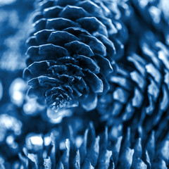 Pinecones in Color of year 2020 classic blue toned