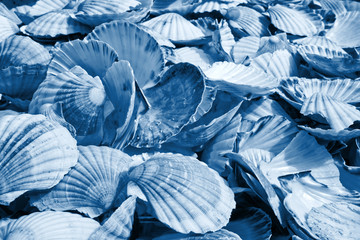 Scallop shells heap classic blue toned background